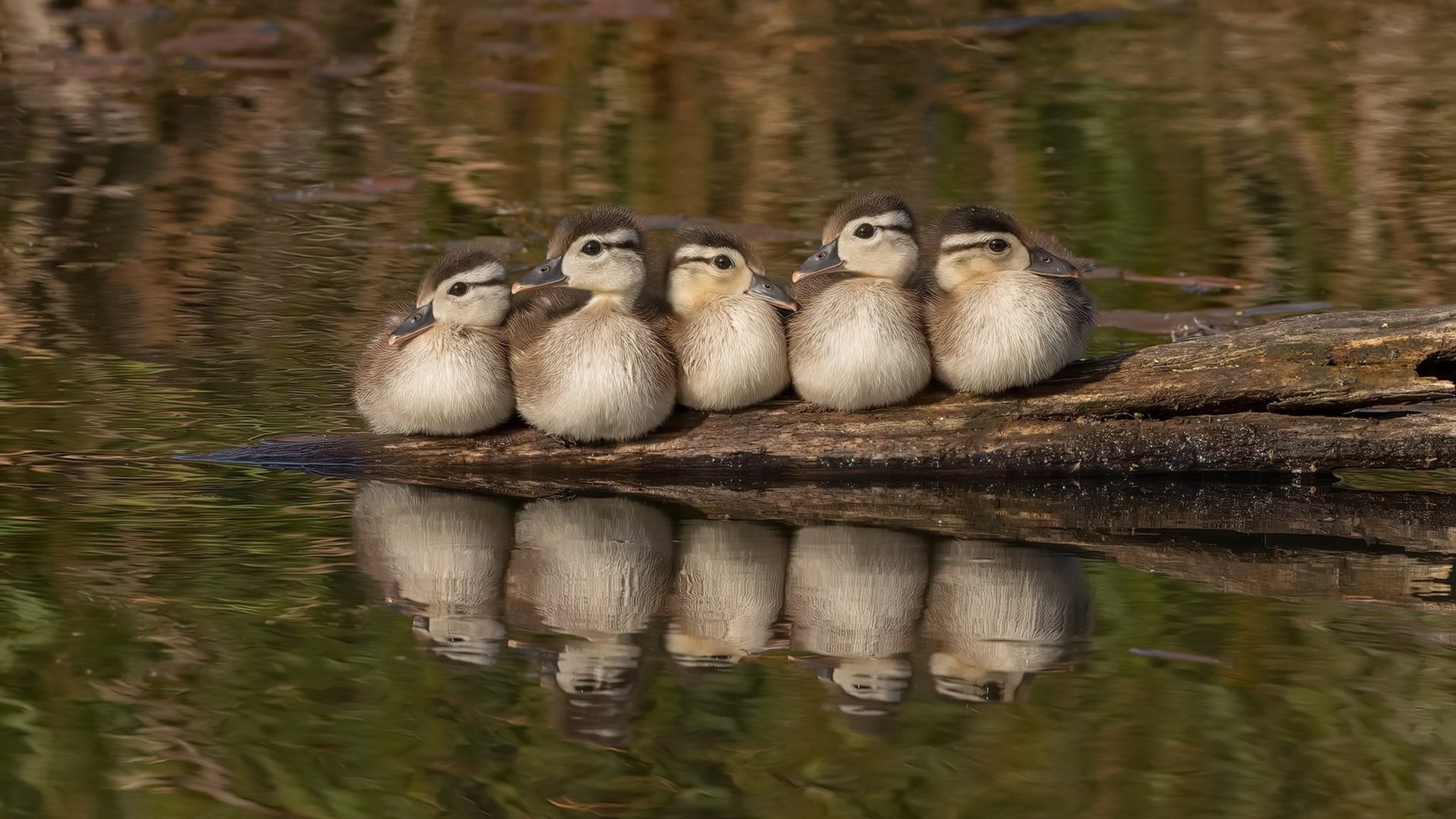 当中国冠军遇上NBA神话，字母哥用一场碾压定义了另一种篮球