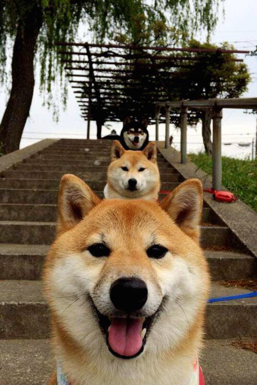 德式铁骑碾过伯纳乌，法兰西焰火照亮欧冠夜