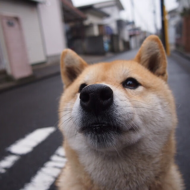 棋盘上的绝对主宰,当戴维斯杯鏖战燃至美网,德约科维奇如何统治全场?