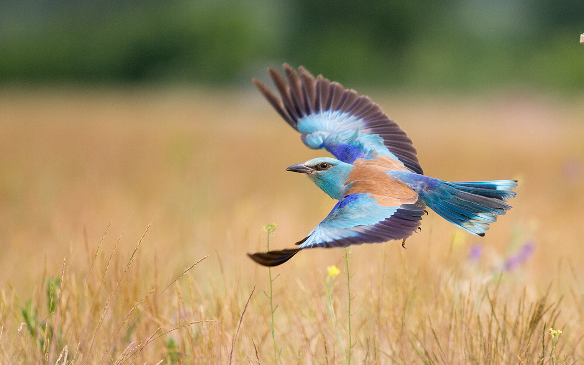 冰封迈阿密，当体系强压撞上死神镰刀
