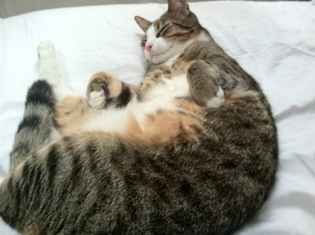 双重赛道，当尼克斯提前终结悬念，布克在F1年度争冠接管比赛