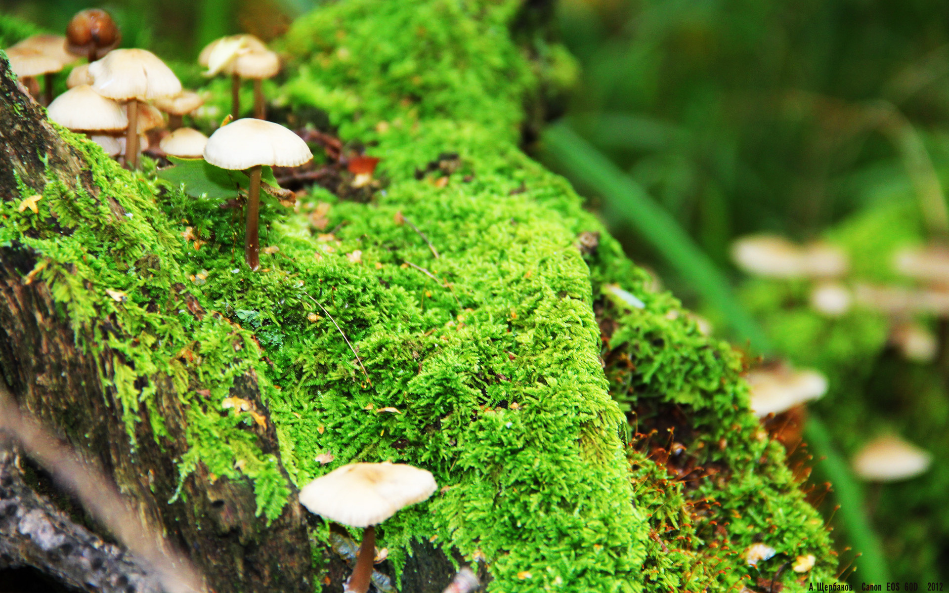 一夜定乾坤，爱德华兹在世界排名争夺战之夜的冠军级弑神表演