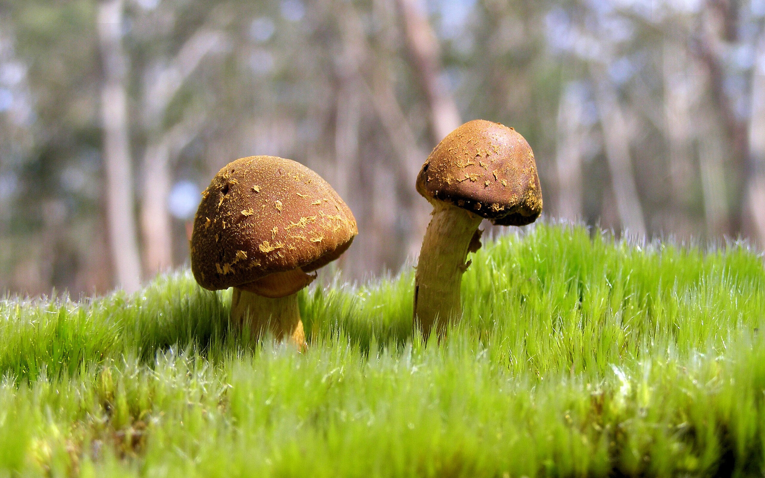 钢筋森林法则，公牛如何在无声绞杀中让魔术消失