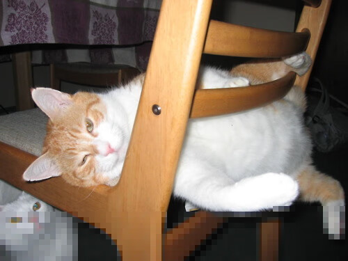 高原雄鹰击落太极虎，欧冠赛场外的玻利维亚奇迹