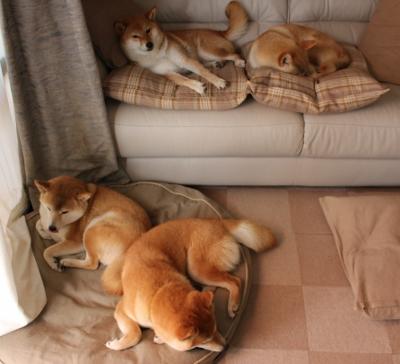 2026，世界杯之夜觉醒的唯一—当字母哥让篮球场成为希腊怪兽的狂想剧场