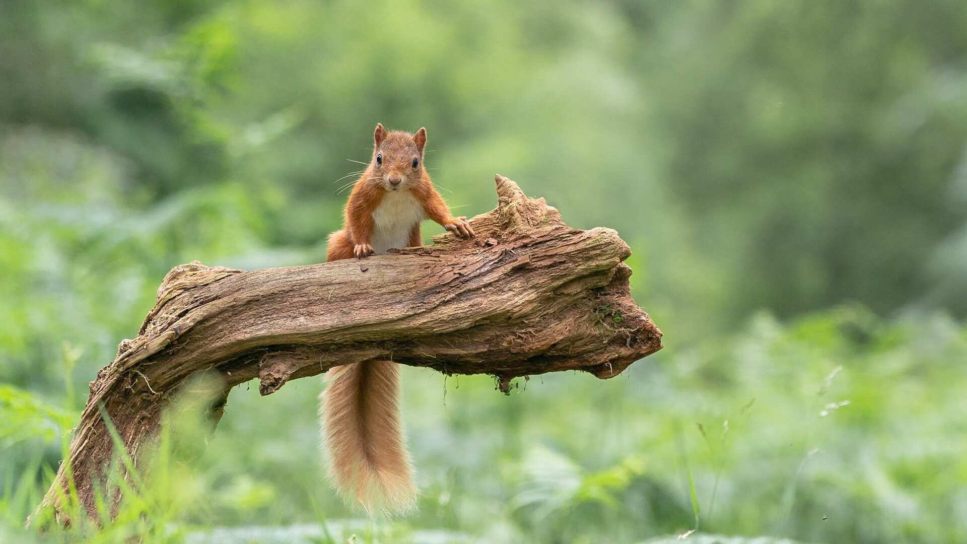 边界消失的下午，当巴黎强行终结克罗地亚，马丁内利在德甲接管比赛