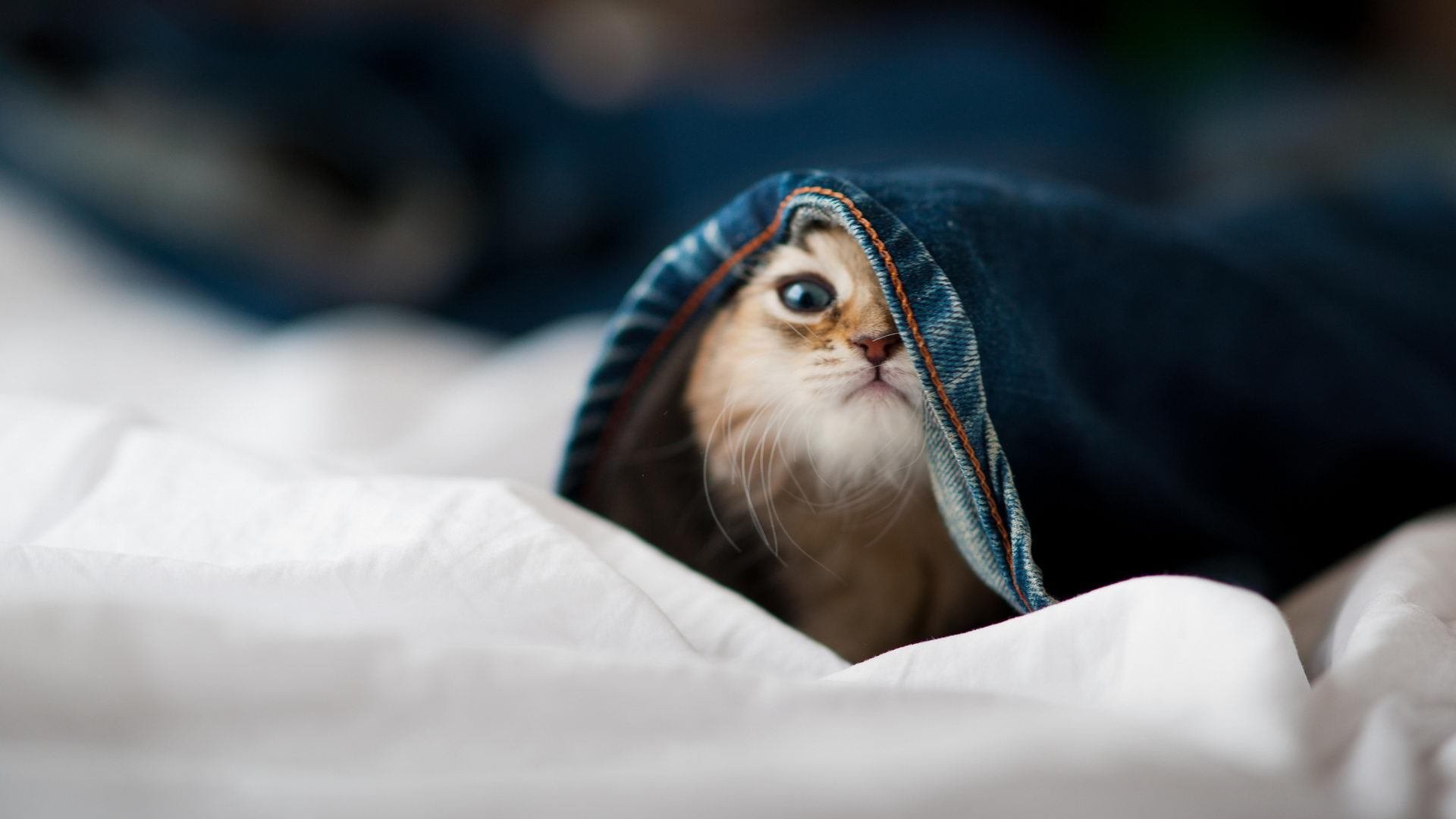 速度与战术的共鸣,狂胜红牛揭开新赛季启示录