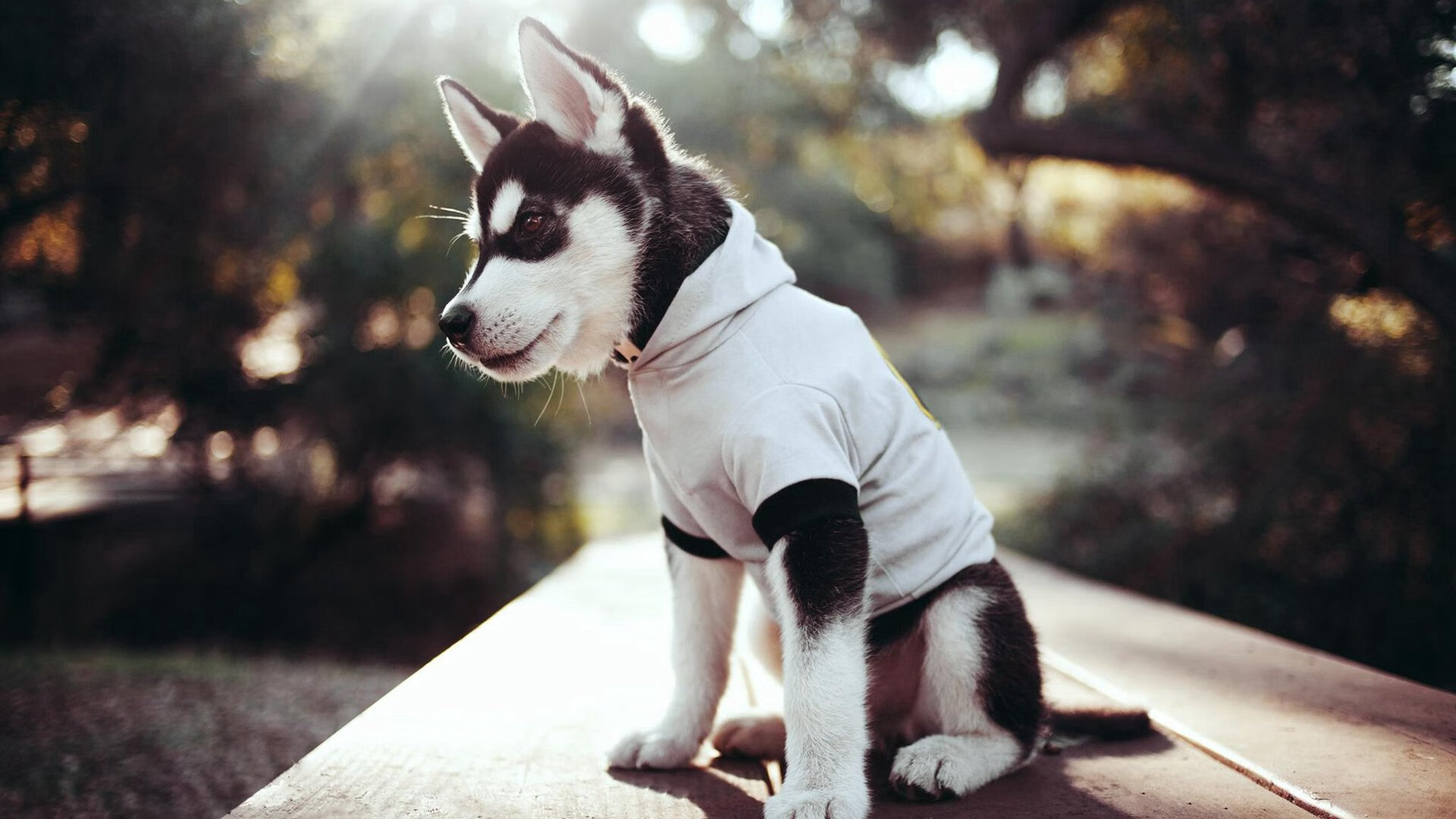 哈登化身辽东猛虎,辽宁精神强行终结骑士铁骑